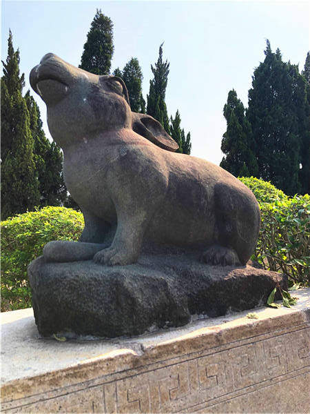 兔
